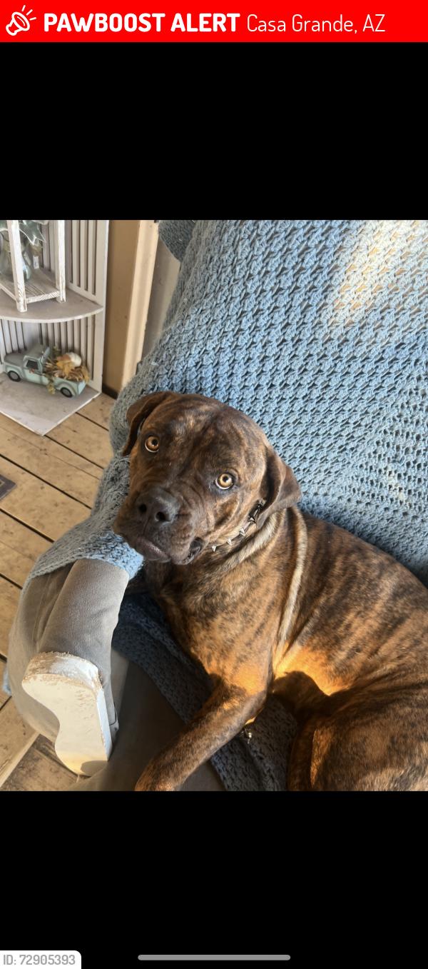 Lost Female Dog last seen Front yard near Camino Grande Ave , Casa Grande, AZ 85122
