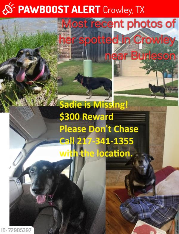 Lost Female Dog last seen Park in Crestview Subdivision , Crowley, TX 76036