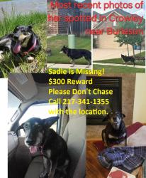 Lost Female Dog last seen Park in Crestview Subdivision , Crowley, TX 76036