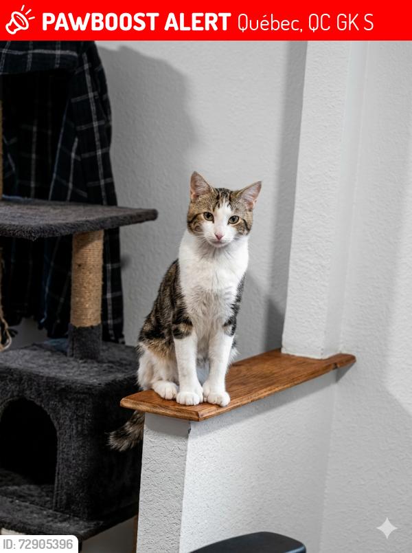 Lost Male Cat last seen Near boisseau, Québec, QC G1K 1S9