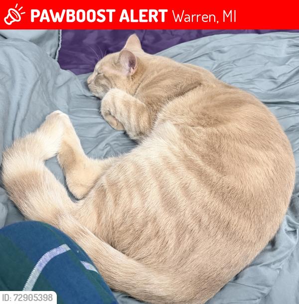 Lost Male Cat last seen Van dyke and 9 mile, Warren, MI 48091