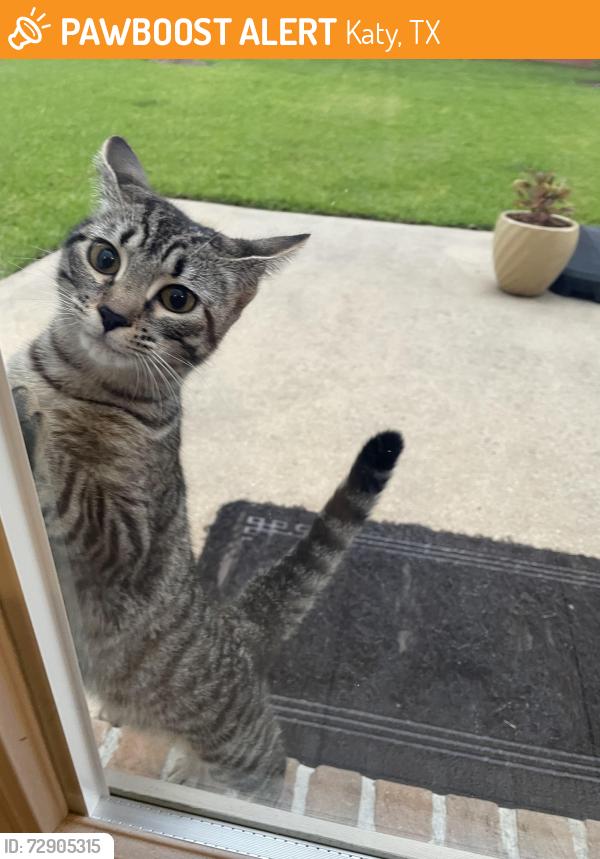 Found/Stray Female Cat last seen Bent Meadow Ct, Katy, TX 77494