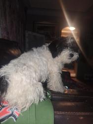 Reunited Female Dog last seen 19th Ave , Minneapolis, MN 55407