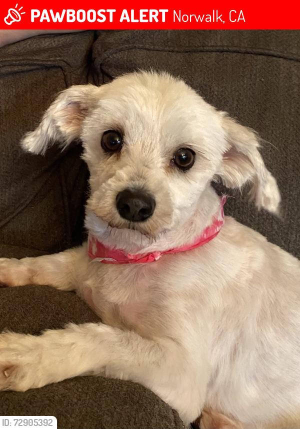 Lost Female Dog last seen Brink Ave. & Mapledale Ave., Norwalk, CA 90650