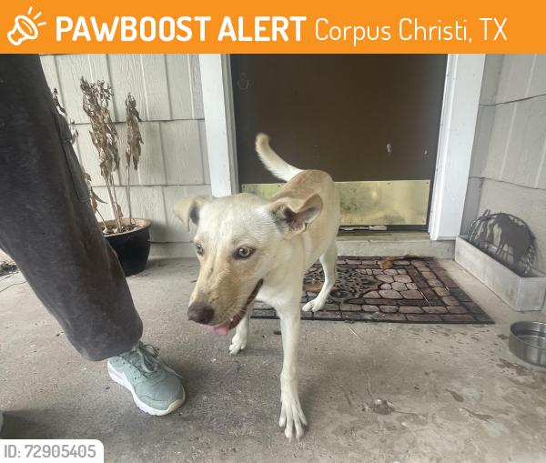 Found/Stray Female Dog last seen Airline and SPID, on the corner of Erskine Dr, Corpus Christi, TX 78412