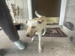 Found/Stray Female Dog last seen Airline and SPID, on the corner of Erskine Dr, Corpus Christi, TX 78412