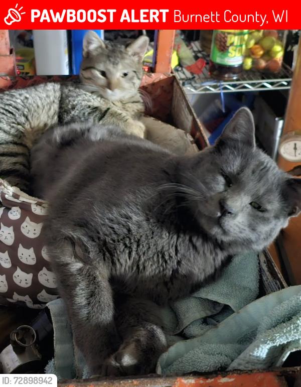 Lost Male Cat last seen Near Park Rd, Grantsburg, WI 54840, Burnett County, WI 54840