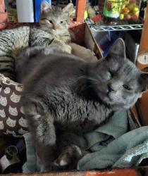 Lost Male Cat last seen Near Park Rd, Grantsburg, WI 54840, Burnett County, WI 54840