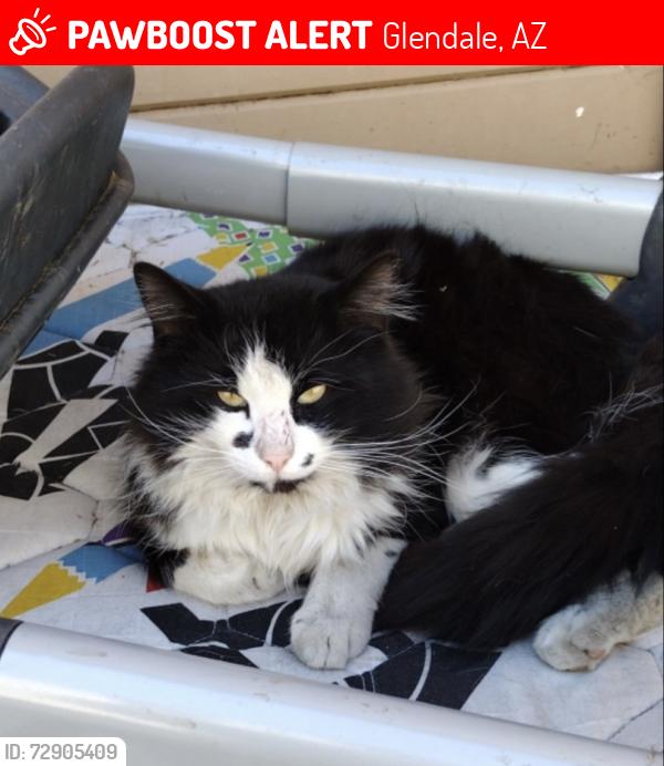 Lost Male Cat last seen 50th dr/state, Glendale, AZ 85301