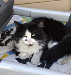 Lost Male Cat last seen 50th dr/state, Glendale, AZ 85301