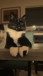 Reunited Female Cat last seen piney branch, Silver Spring, MD 20910