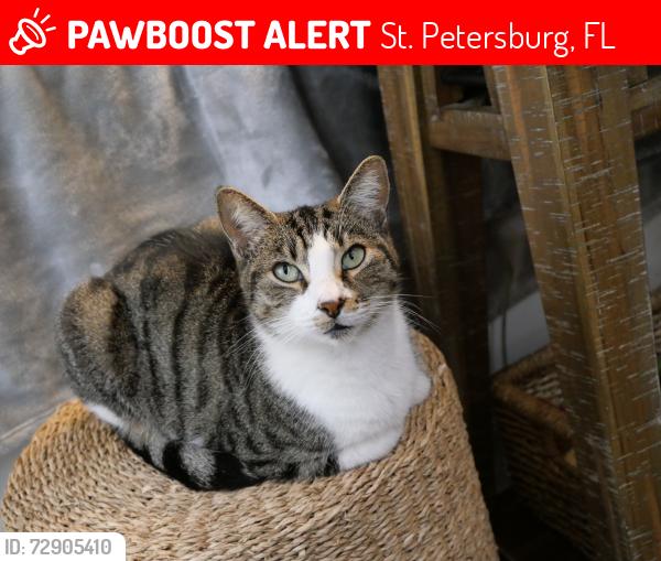 Lost Female Cat last seen Snell Isle Blvd NE and Toledo Way NE, St. Petersburg, FL 33704