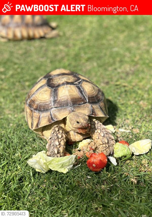 Lost Female Reptile last seen Arrowhead St, Bloomington, CA 92316