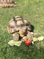 Lost Female Reptile last seen Arrowhead St, Bloomington, CA 92316