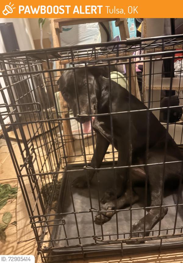 Found/Stray Female Dog last seen East 56th st and south peoria, Tulsa, OK 74105
