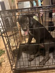Found/Stray Female Dog last seen East 56th st and south peoria, Tulsa, OK 74105
