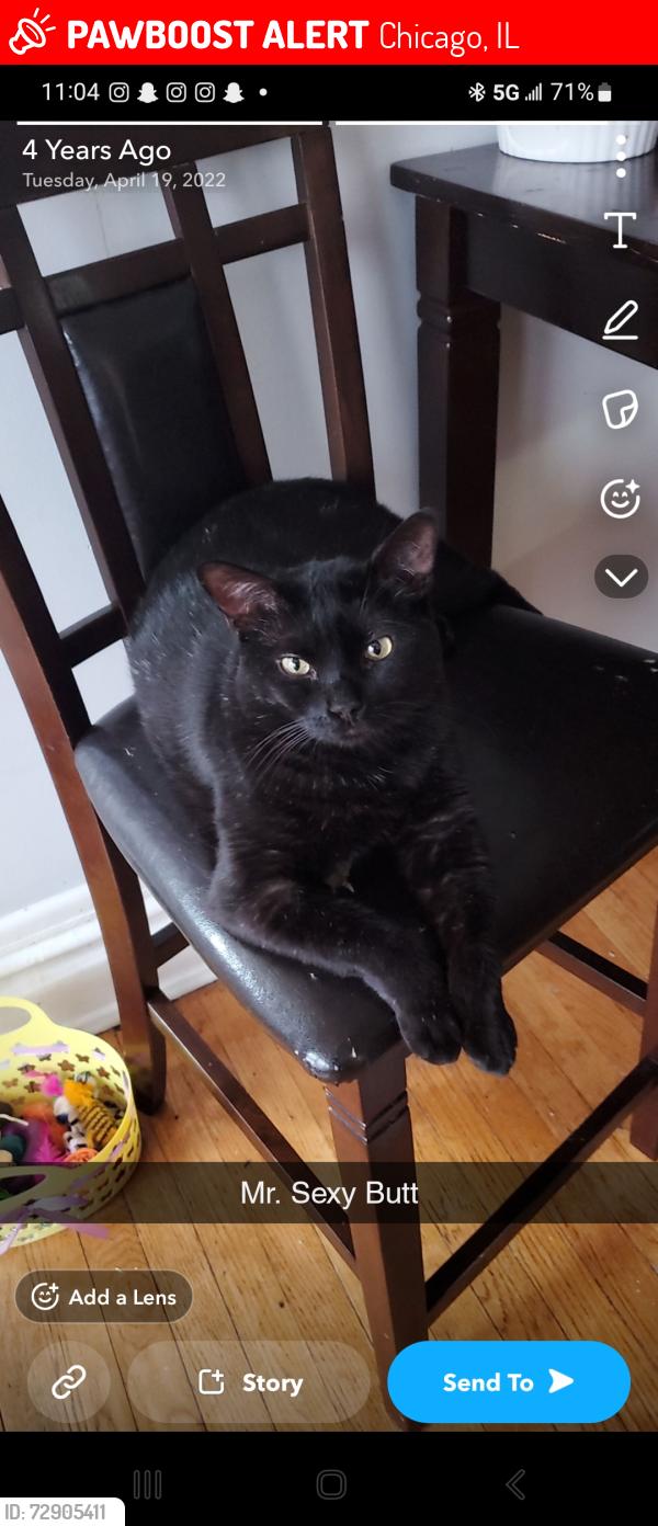 Lost Male Cat last seen Near n melvina ave, Chicago, IL 60639