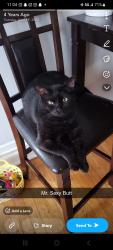 Lost Male Cat last seen Near n melvina ave, Chicago, IL 60639