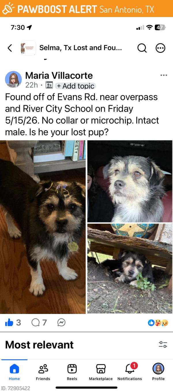 Found/Stray Male Dog last seen New Evans Rd, San Antonio, TX 78266