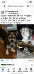 Found/Stray Male Dog last seen New Evans Rd, San Antonio, TX 78266