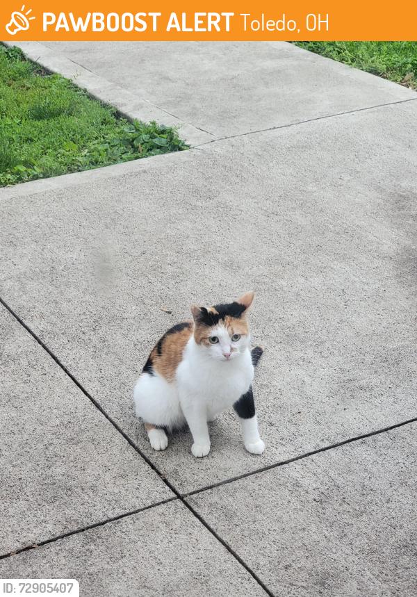 Found/Stray Female Cat last seen Reynolds Corner/McTigue, Toledo, OH 43615