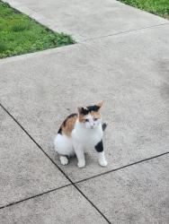 Found/Stray Female Cat last seen Reynolds Corner/McTigue, Toledo, OH 43615