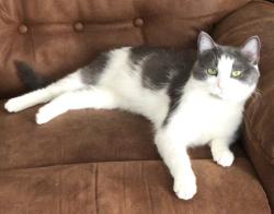 Reunited Female Cat last seen Buell & Charlotte , Joliet, IL 60435