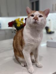 Lost Male Cat last seen Hosking ave , Bakersfield, CA 93313