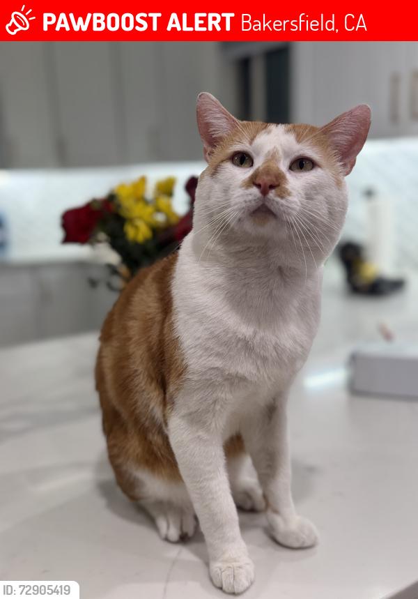 Lost Male Cat last seen Hosking ave , Bakersfield, CA 93313