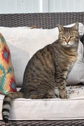Lost Male Cat last seen Ruffner Drive & Renick Drive Cornelius, NC 28031, Cornelius, NC 28031