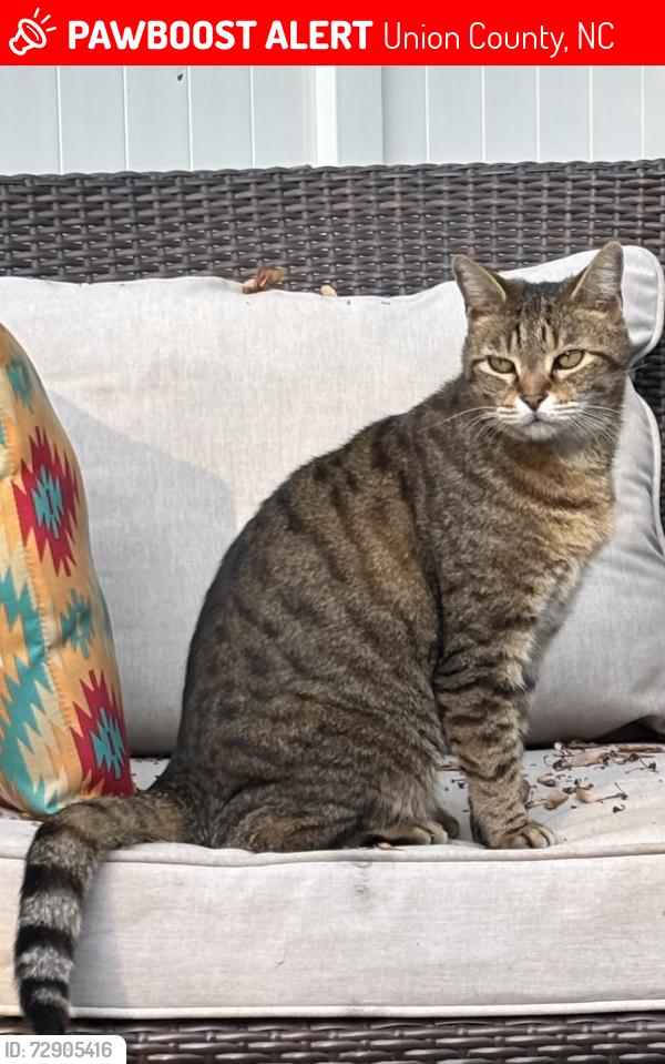 Lost Male Cat last seen Ruffner Drive & Renick Drive Cornelius, NC 28031, Cornelius, NC 28031