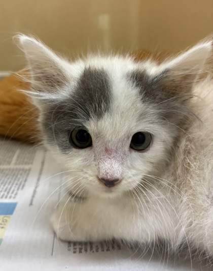 Shelter Stray Female Cat last seen Aransas Pass, TX 78336, Converse, TX 78109