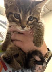 Shelter Stray Female Cat last seen North Myrtle Beach, SC 29582, North Myrtle Beach, SC 29582