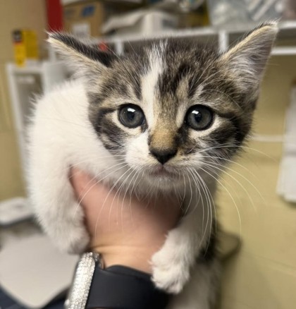 Shelter Stray Female Cat last seen Little River, SC 29566, North Myrtle Beach, SC 29582