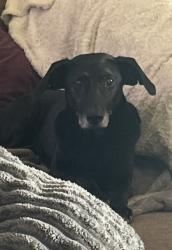Reunited Female Dog last seen Near Northwoods Drive South, Macon, GA, USA, Macon, GA 31204