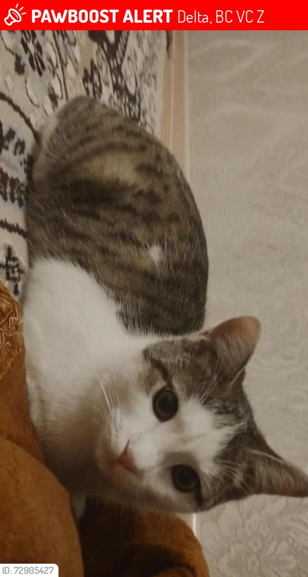 Lost Male Cat last seen Near 81ave delta Vancouver canada, Delta, BC V4C 1Z3