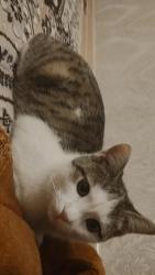 Lost Male Cat last seen Near 81ave delta Vancouver canada, Delta, BC V4C 1Z3