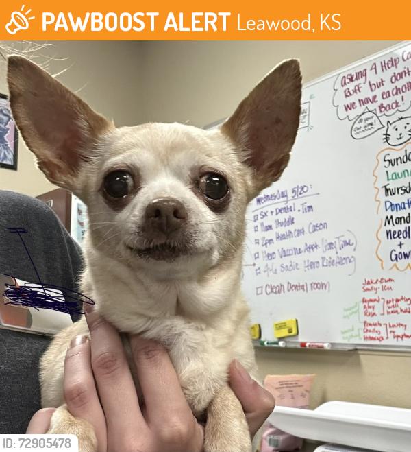 Found/Stray Female Dog last seen W 124th St and Aberdeen Rd, Leawood, KS 66209