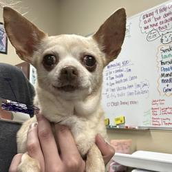 Found/Stray Female Dog last seen W 124th St and Aberdeen Rd, Leawood, KS 66209