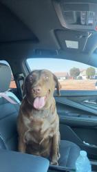 Reunited Female Dog last seen 13th St, Bloomington, CA 92316