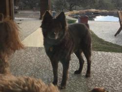 Reunited Male Dog last seen Cielo Vista between I-10 and Babcock , San Antonio, TX 78255