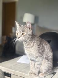 Reunited Female Cat last seen Collins drive , Ashville, OH 43103