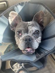 Lost Male Dog last seen Olivier middle school, Bakersfield, CA 93307