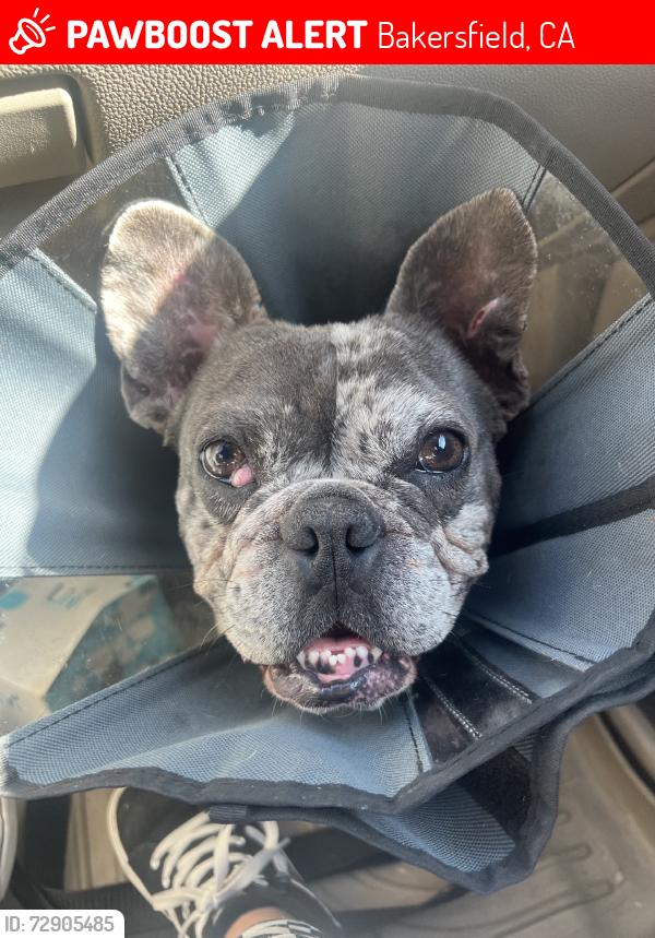 Lost Male Dog last seen Olivier middle school, Bakersfield, CA 93307