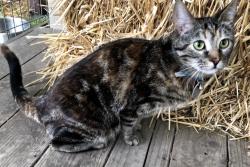 Lost Female Cat last seen Near nw burr oak dr, Johnston, IA 50131