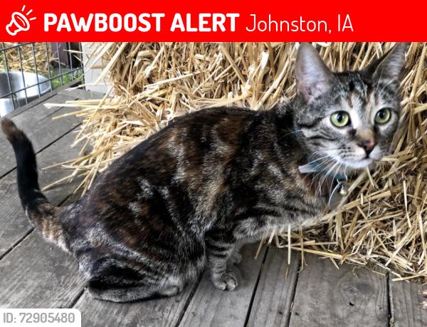 Lost Female Cat last seen Near nw burr oak dr, Johnston, IA 50131