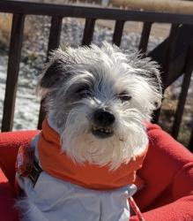Lost Male Dog last seen Jones and Eldorado, Las Vegas, NV 89139