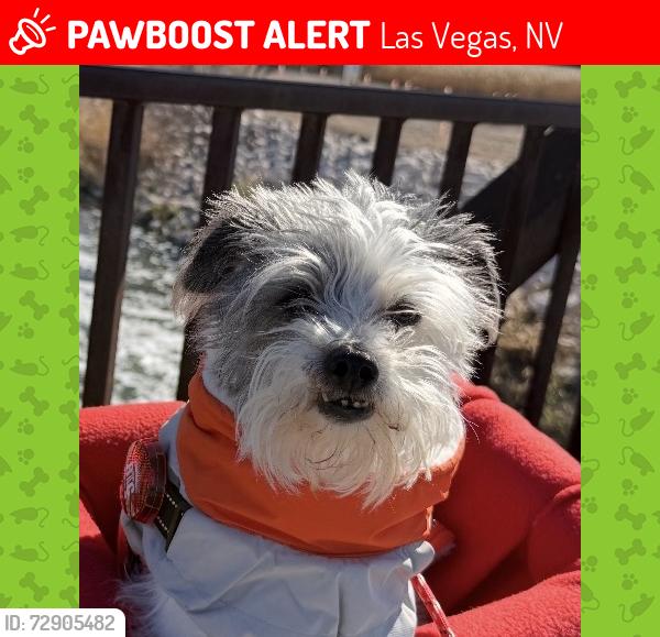 Lost Male Dog last seen Jones and Eldorado, Las Vegas, NV 89139