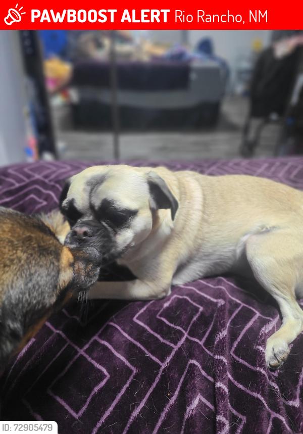 Lost Female Dog last seen Tula and Pecos Loop, Rio Rancho, NM 87124