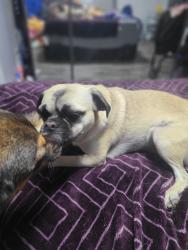Lost Female Dog last seen Tula and Pecos Loop, Rio Rancho, NM 87124